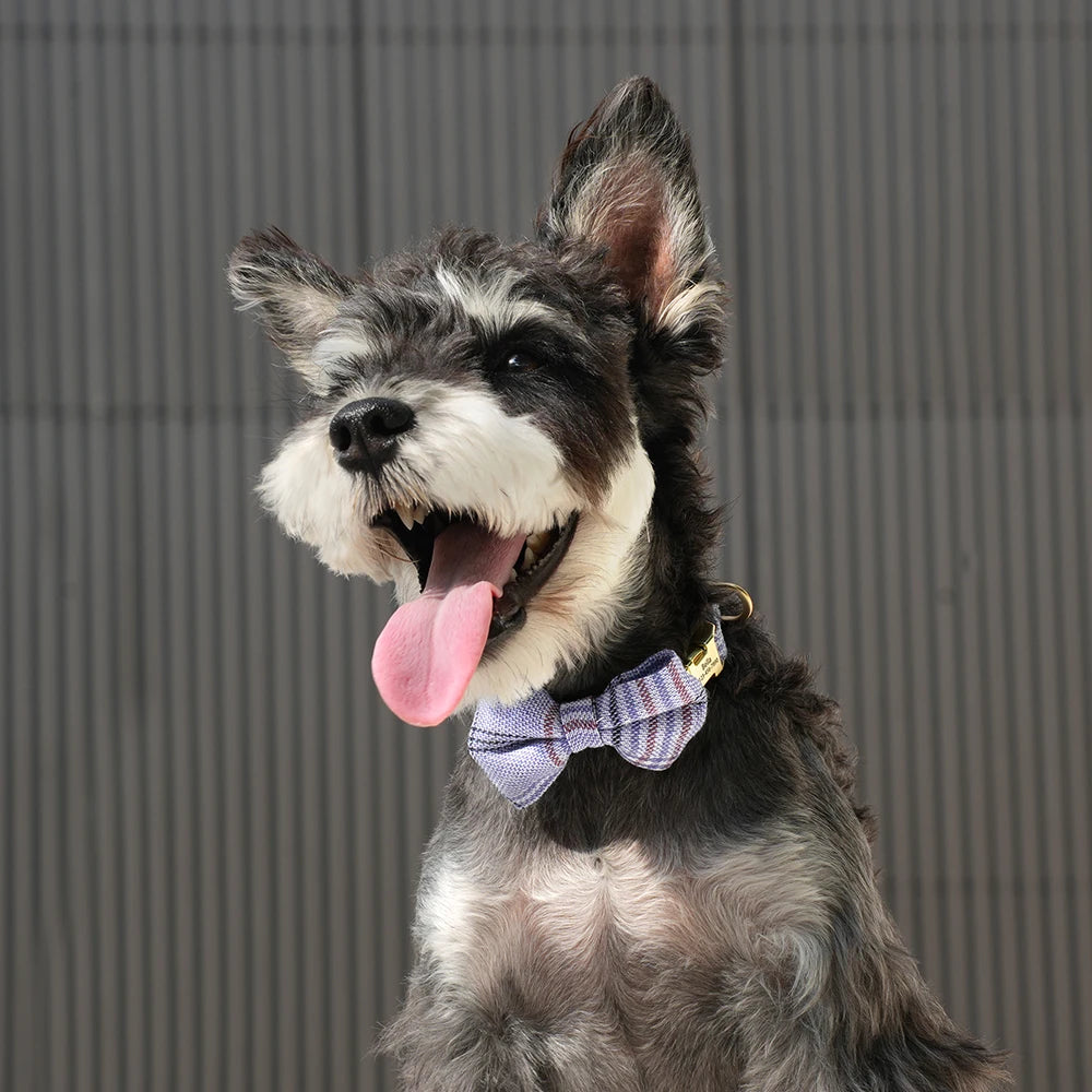 🐶 Personalisiertes Hundehalsband mit Fliege & Gravur – Name + Telefonnummer