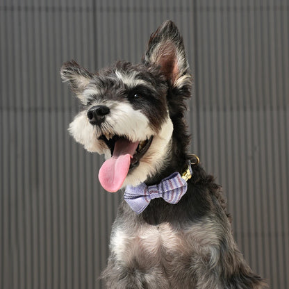 🐶 Personalisiertes Hundehalsband mit Fliege & Gravur – Name + Telefonnummer